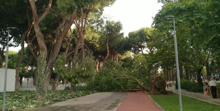 Ödemiş ve Kiraz’da fırtına etkili oldu: Çatılar uçtu, ağaçlar devrildi