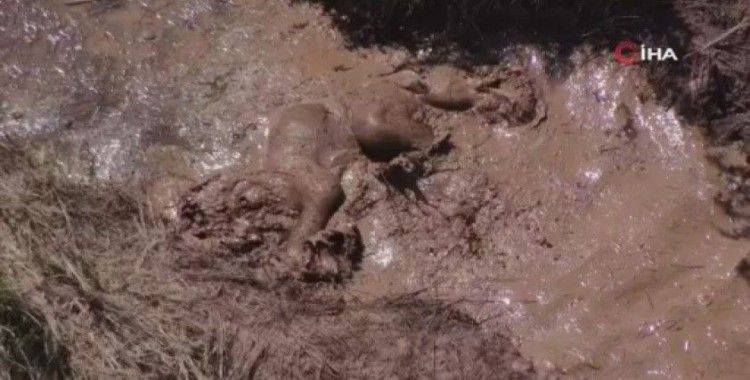 Çin’de fil yavrusunun "çamur banyosu" keyfi gülümsetti