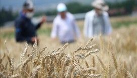 Mısır Araştırma Enstitüsünde geliştirilen tohumlar Türk tarımına güç katıyor