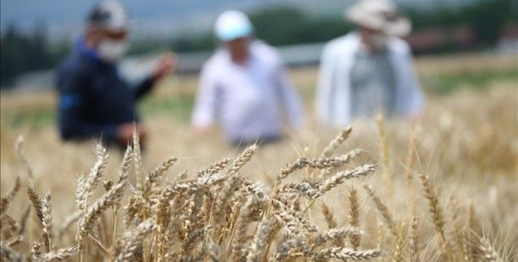 Mısır Araştırma Enstitüsünde geliştirilen tohumlar Türk tarımına güç katıyor