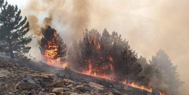 Elazığ’da orman yangını: Çok sayıda ekip sevk edildi