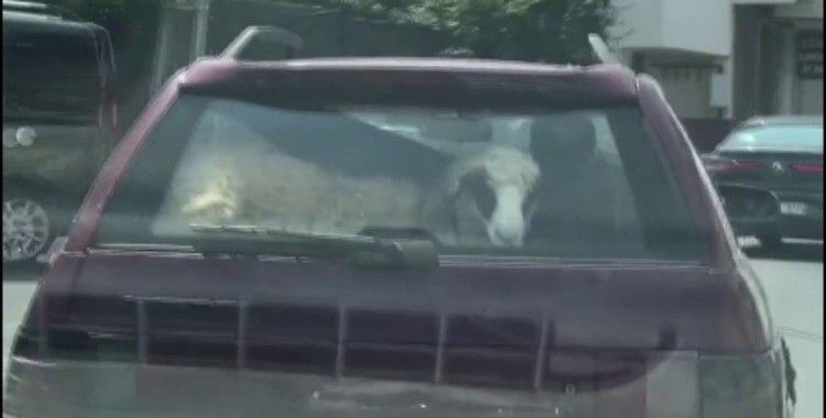 Kurbanlık koyunu otomobil bagajında böyle taşıdı
