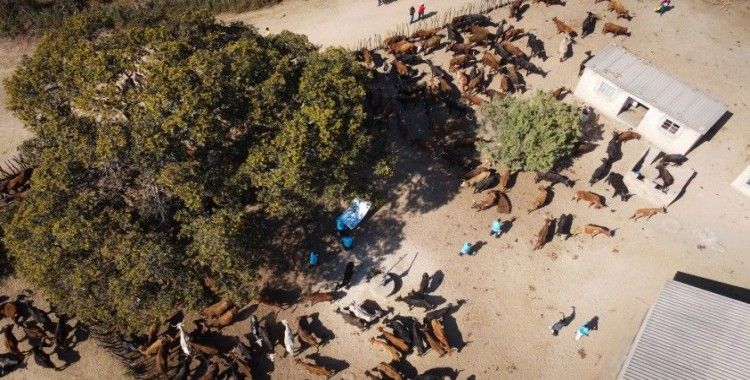 Türkiye Diyanet Vakfı, Zimbabve’de 116 bin 200 kişiye kurban eti ulaştırdı