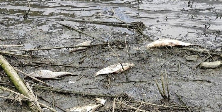 Alibeyköy Barajı'nda çok sayıda balık kıyıya vurdu