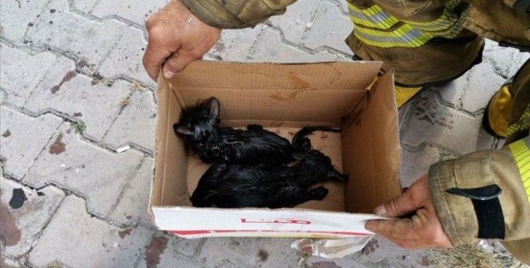 Esenyurt'ta itfaiye erleri yangın çıkan binada dumandan etkilenen kedileri kurtardı