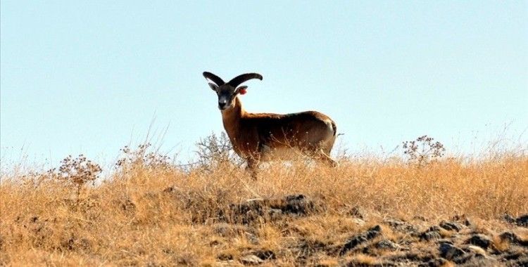 Nesli tehlike altında bulunan Anadolu yaban koyunu Kervansaray Dağı'nda yetiştirilecek