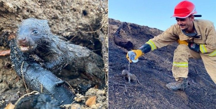 Adana'daki orman yangınında 2 sansar yavrusunu orman işçileri kurtardı