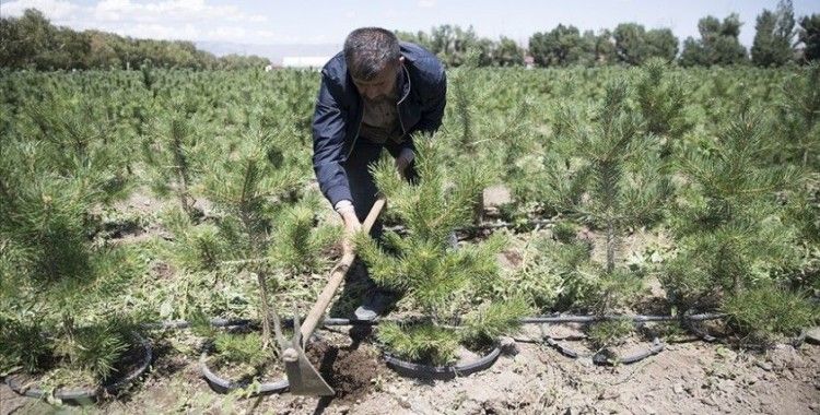 Doğu Anadolu'nun kıraç toprakları ve yanan ormanları yetiştirilen fidanlarla yeniden yeşeriyor