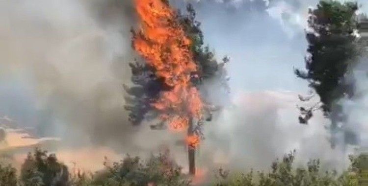 Milas’ta orman yangını çıktı