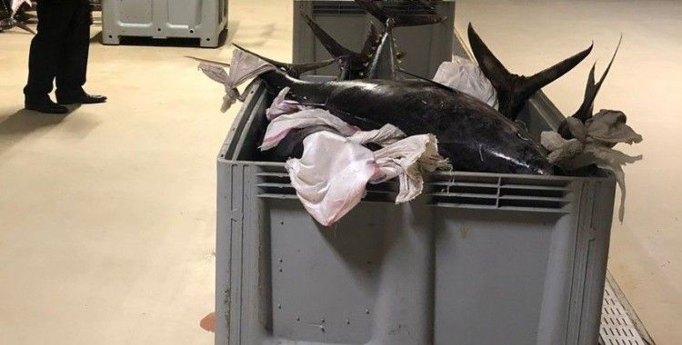 Beylikdüzü’nde yasak dönemde avlanan bin 600 kilo orkinos balığına el konuldu