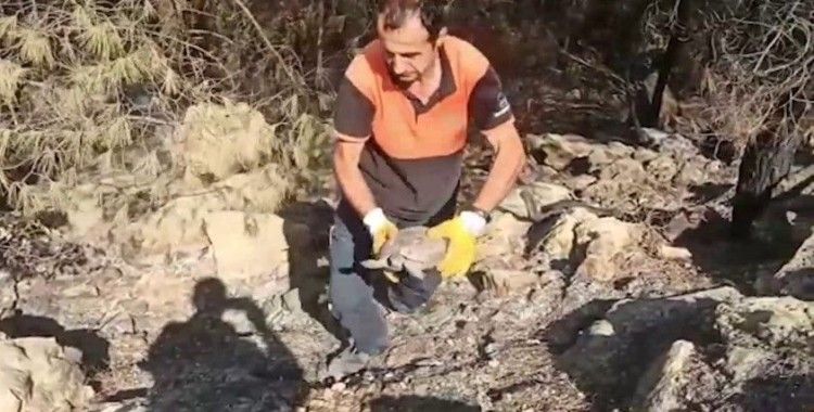 Antalya’da yangın söndürme çalışmasına destek veren ekipler, yaralı kaplumbağanın hayatını kurtardı