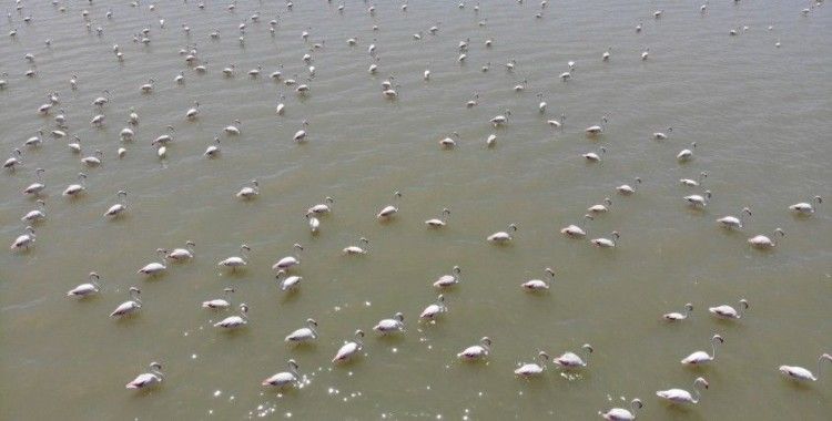 Van Gölü Havzası’nın narin kuşları flamingolar görsel şölen sunuyor
