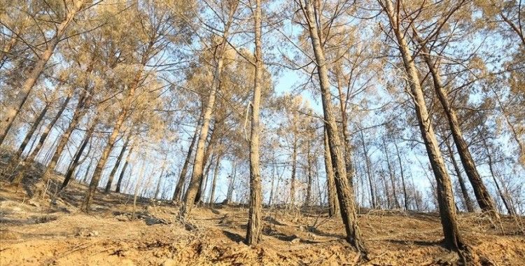 Yanan ormanlar için 'doğal yenilenme' önerisi