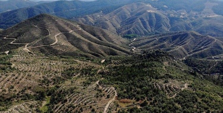 Kütahya'da 4 yıl önce yanan ormanların yerini genç fidanlar aldı