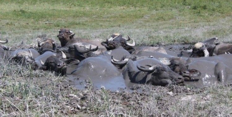 Iğdır Ovası’nda Afrika’yı aratmayan görüntüler