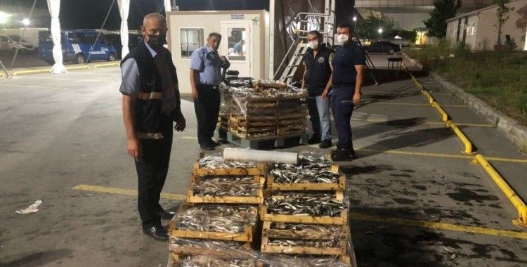 Boy yasağına aykırı avlanılan 1.5 ton İstavrit balığına el konuldu