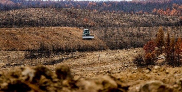 Antalya'da yanan ormanlar 100 milyon fidanla yeniden yeşerecek