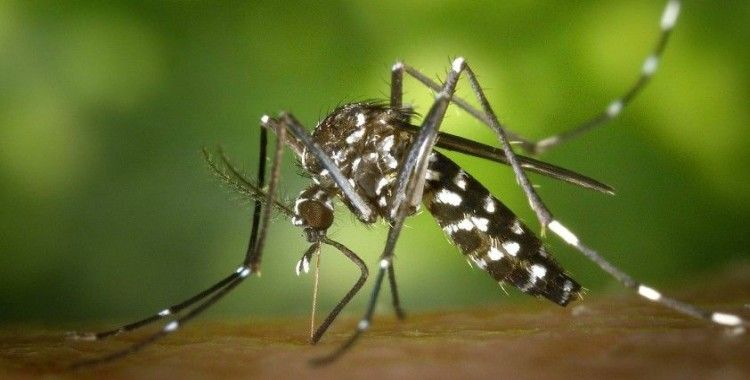 Prof. Dr. Yaprak: Asya kaplan sivrisineği ısırığında 3 ölümcül hastalık riski var