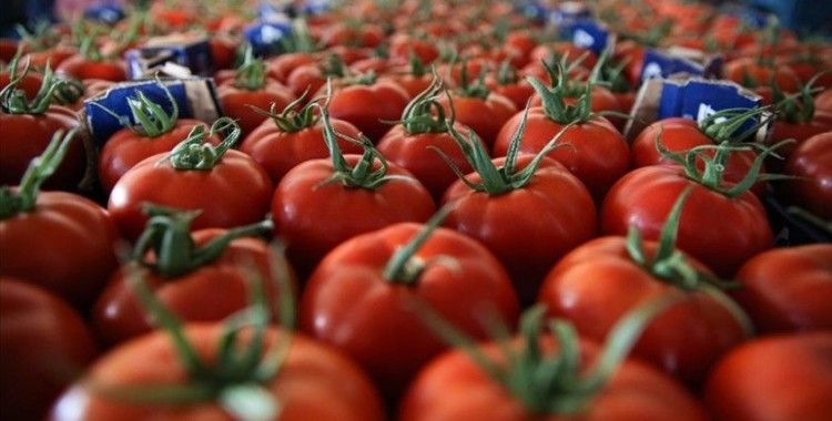Seralarda yetişen domates ve biber 45 ülkede sofralara taşınıyor