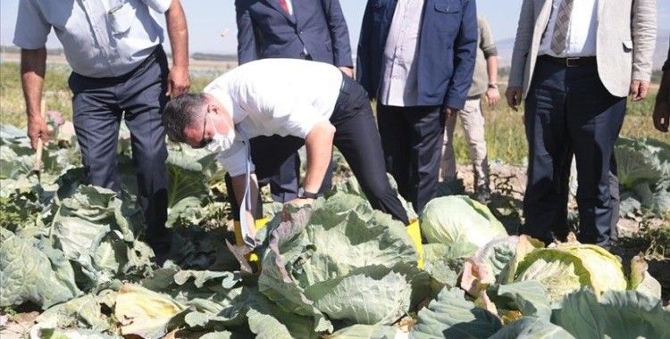 İki bin rakımlı Daphan Ovası'ndaki seralarda sebze ve meyve hasadına başlandı