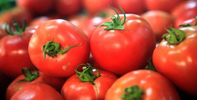 Türkiye'nin 8 aylık yaş meyve sebze ihracatının şampiyonu kiraz ve domates oldu