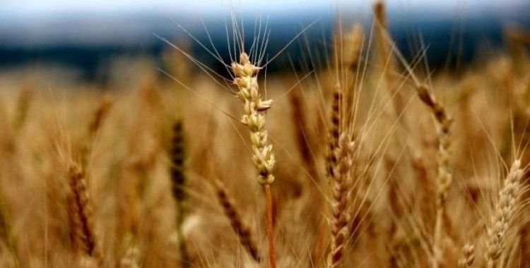 Edirne’de buğday 2,653 liradan satıldı