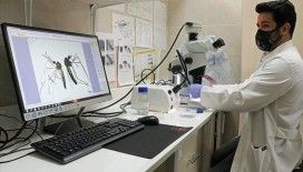 Asya kaplan sivrisineği ve diğer riskli türlerin Karadeniz'deki varlığı tespit edilecek