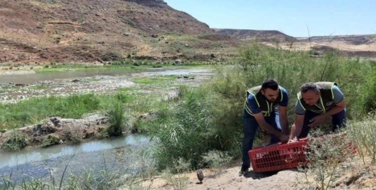 Siirt'te kene avcısı bin 60 sülün doğaya salındı