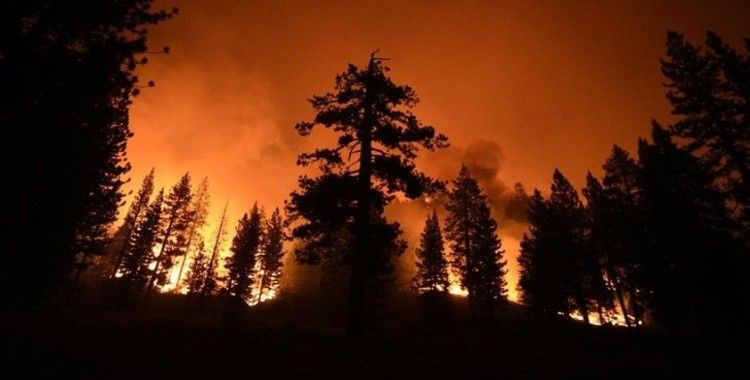 ABD'deki yangınlar dünyanın en büyük ağaçlarını tehdit ediyor