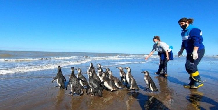 Arjantin’de iyileştirilen 14 penguen okyanusa bırakıldı