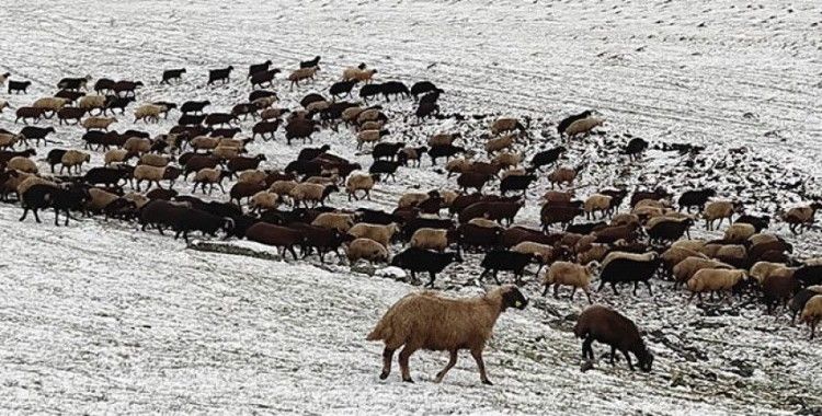 Kars'ın yükseklerine kar yağdı, çobanlar zor durumda kaldı
