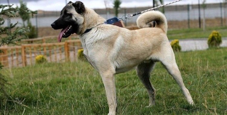 Sivas Kangal köpeklerinin genetiği çiple korunuyor