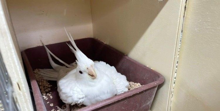 İstanbul’da ’kaçak papağan çiftliğine’ operasyon: 45 papağan ele geçirildi