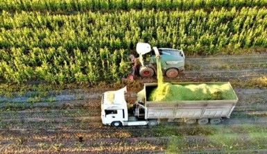 Elazığ'da 4 bin dönümlük alanda silajlık mısır hasadı başladı