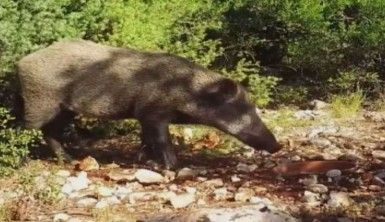 DKMP fotokapana takılan yabani hayvanların görüntüsünü paylaştı