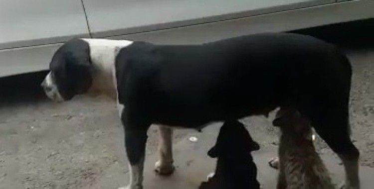 Ataşehir'de sokak köpeğinin kedileri emzirdiği anlar kamerada