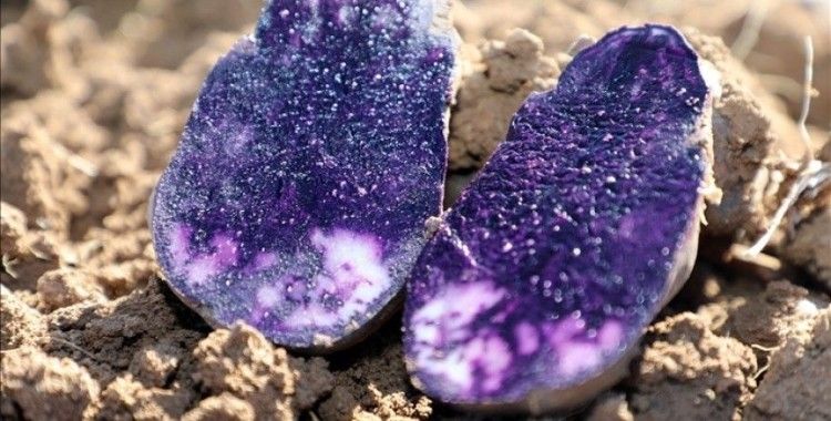Sivas'ta mor renkli tescilli patatesin hasadı başladı
