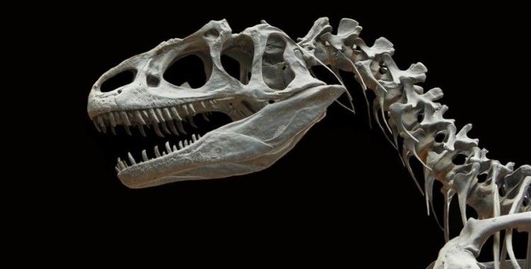 Bilinen en büyük boynuzlu dinozor 'Big John'un kalıntıları 8 milyon dolara satıldı