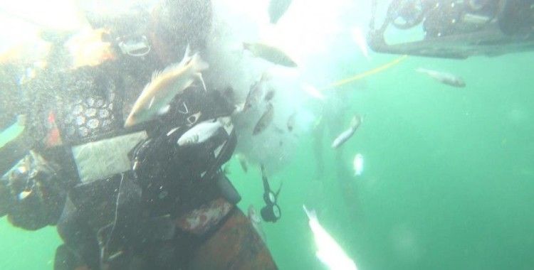 6 bin balık İzmit Körfezi’nde hayat buldu