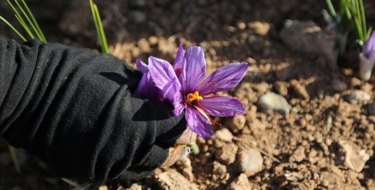 İran'da kuraklık nedeniyle 'kızıl altın' safranın çiçekleri açmadı
