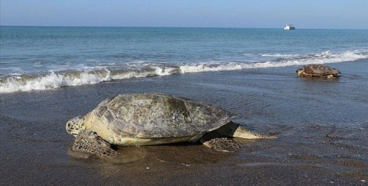 Hatay'da tedavileri tamamlanan deniz kaplumbağaları denize bırakıldı