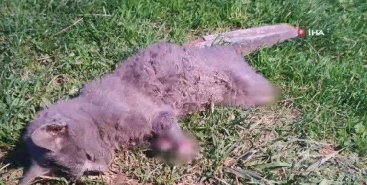 Arnavutköy’de dehşet: Öğrenciler bacakları kesilmiş kedi buldu