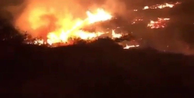 Batı Şeria’da çıkan yangında 50 zeytin ağacı küle döndü
