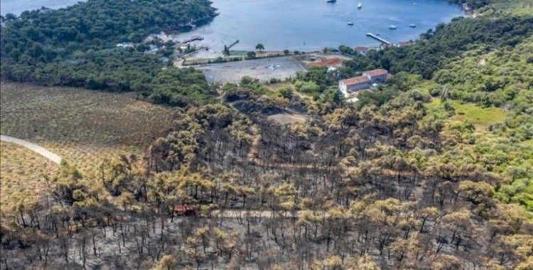 Heybeliada'da orman yangını çıkaran sanığa 12 yıl hapis cezası verildi