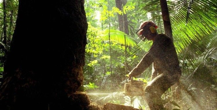 Amazonlar’da ormansızlaşma son 15 yılın en kötü seviyesinde