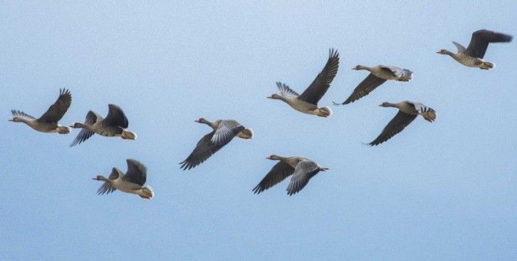 Dünyanın en nadir kuşları Bursa’da görüntüleniyor