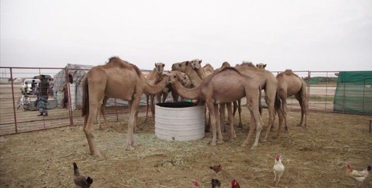 Umman'da deve yetiştiriciliği önemli bir kültürel miras olarak varlığını koruyor