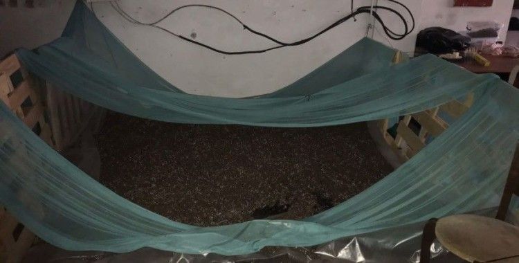 Tekstil atölyesinde milyonluk uyuşturucu serası: Kağıthane polisi sera kuran baba ve oğlunu yakaladı