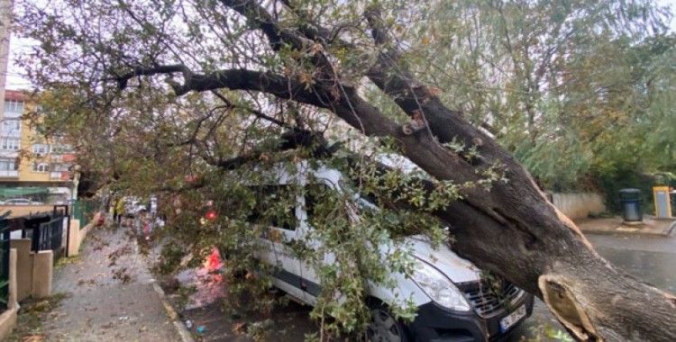Kadıköy'de servis aracının üzerine ağaç devrildi