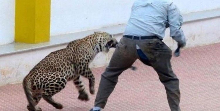 Hindistan'da sınıfa giren leopar 1 öğrenciyi yaraladı